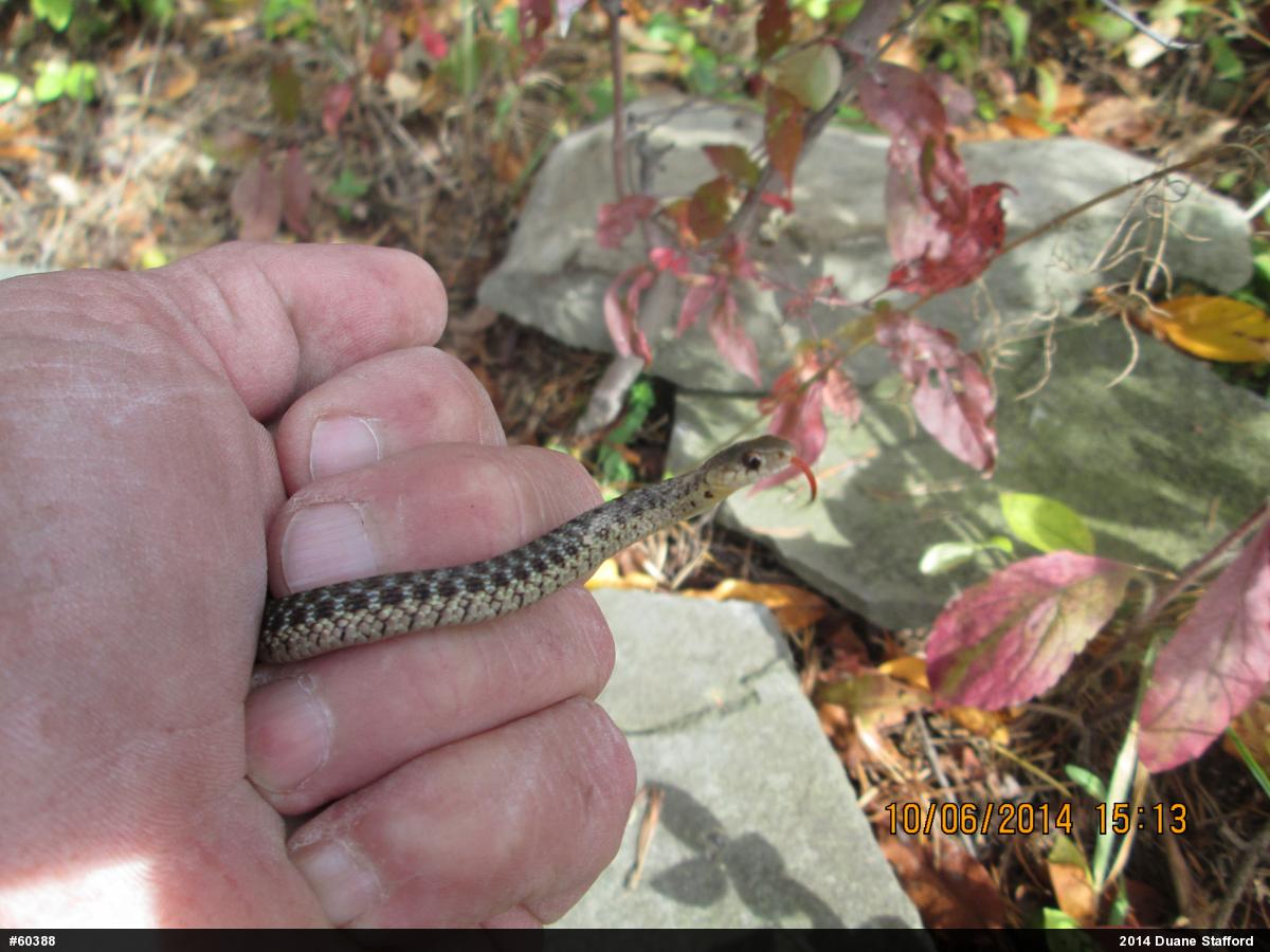 Eastern Gartersnake