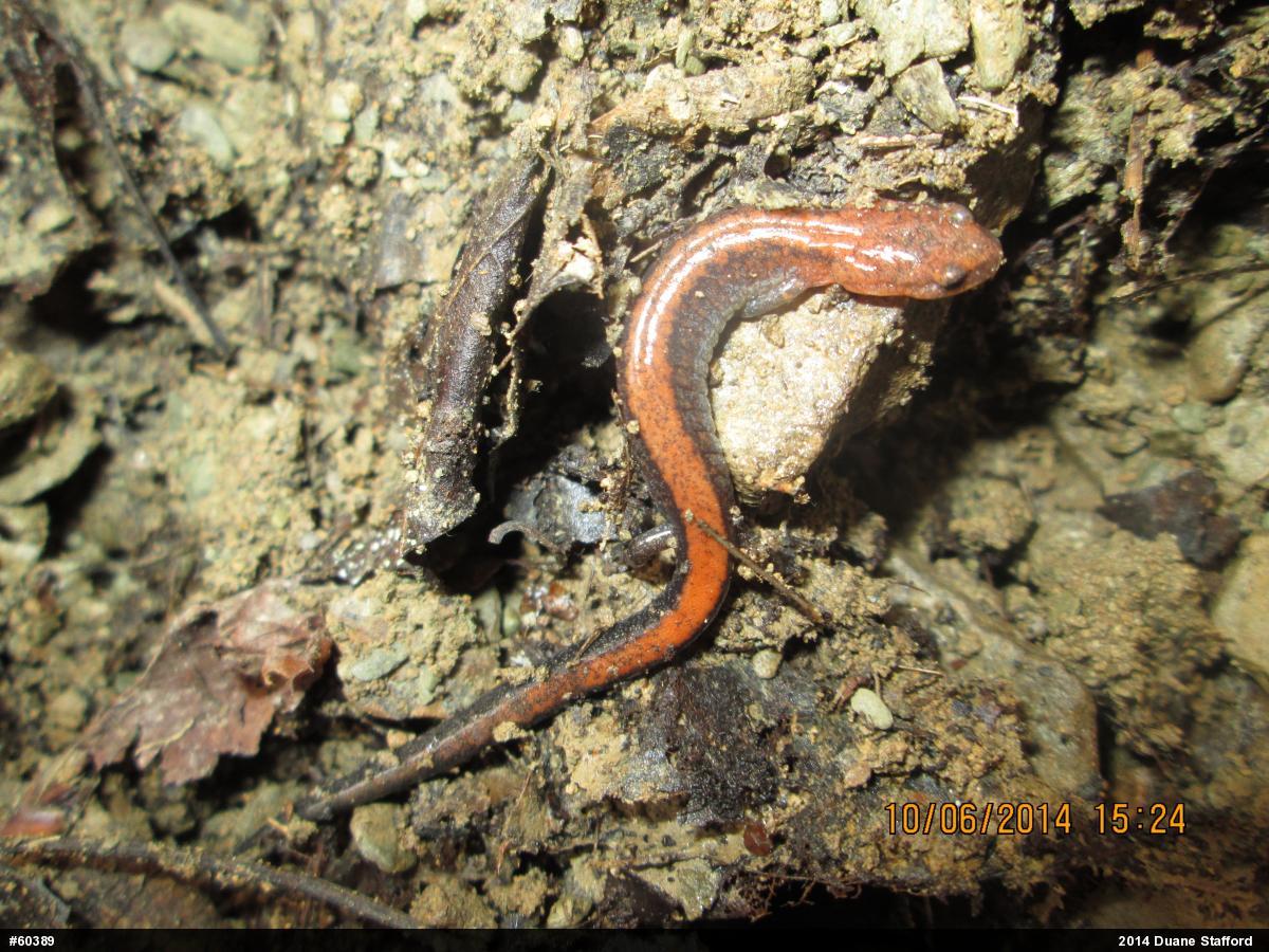 Eastern Red-backed  Salamander