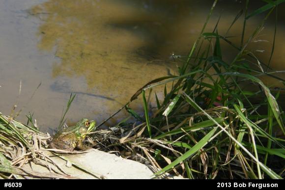 Green Frog