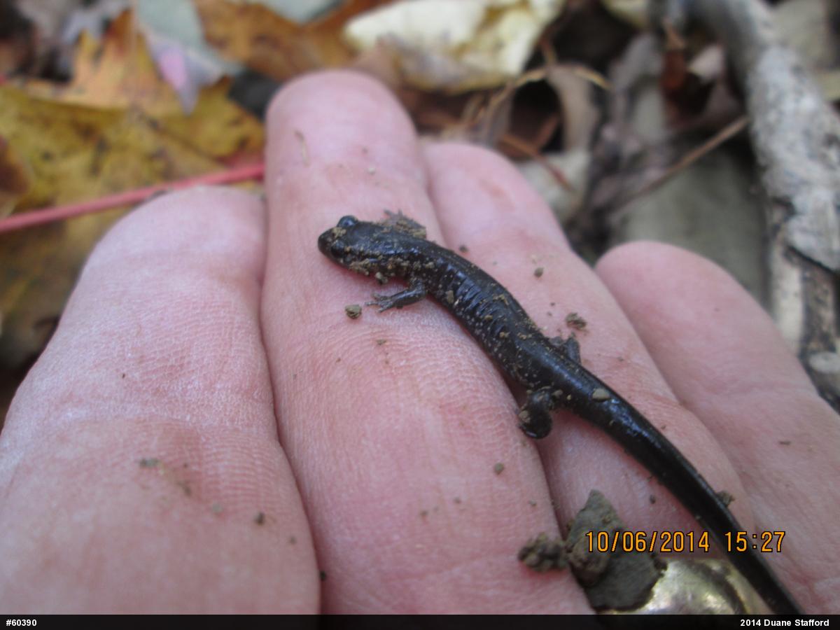Wehrle's Salamander