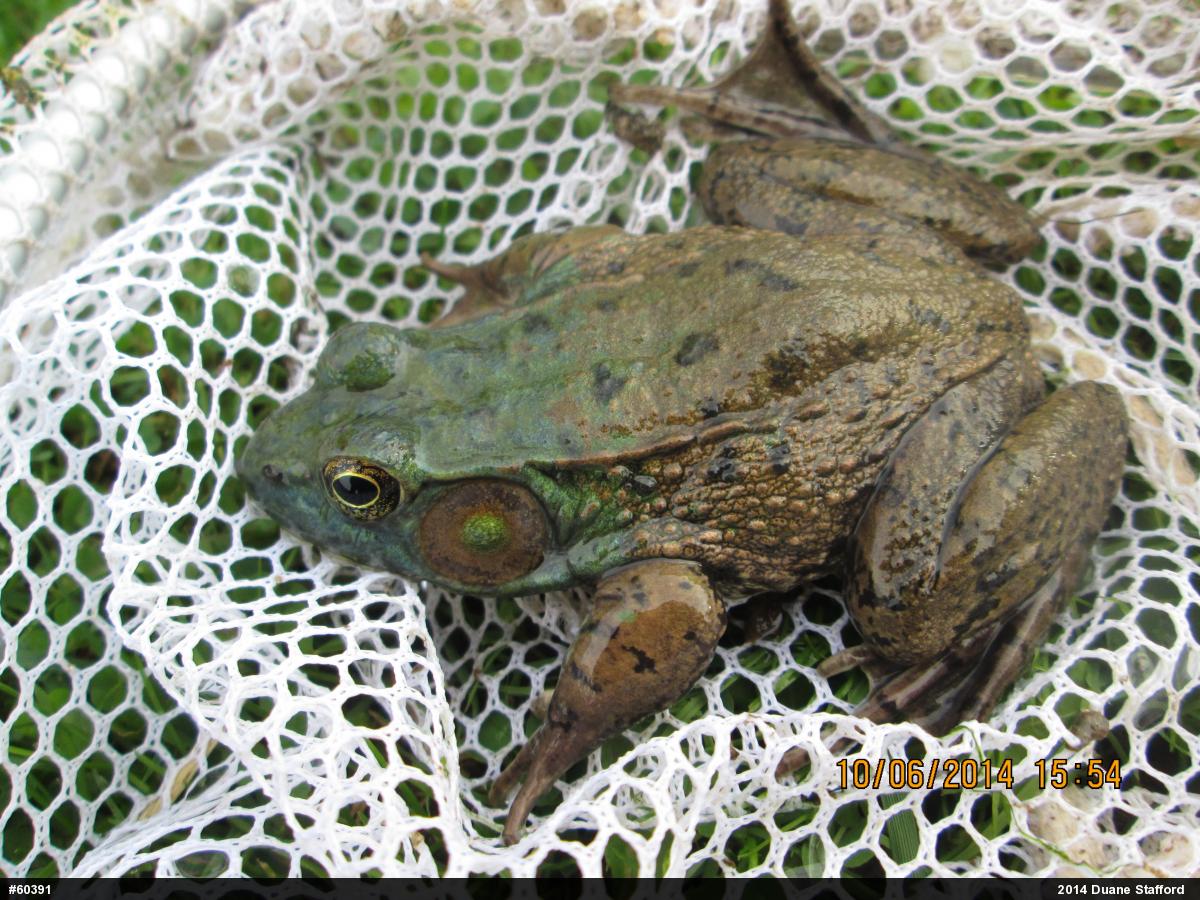 Green Frog