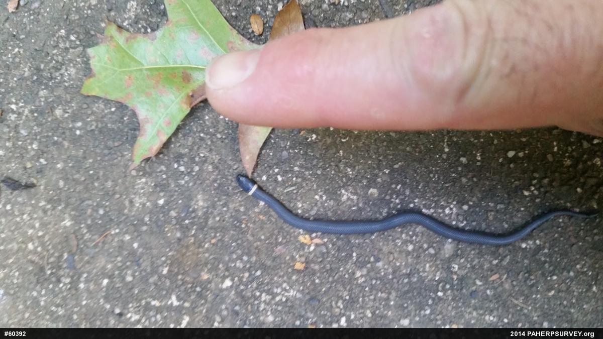Northern Ring-necked Snake