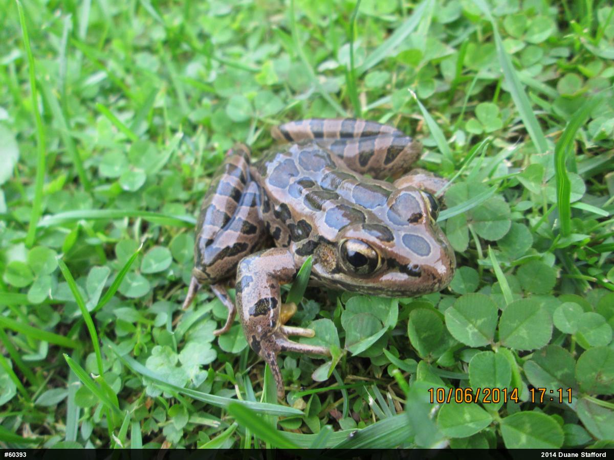 Pickerel Frog
