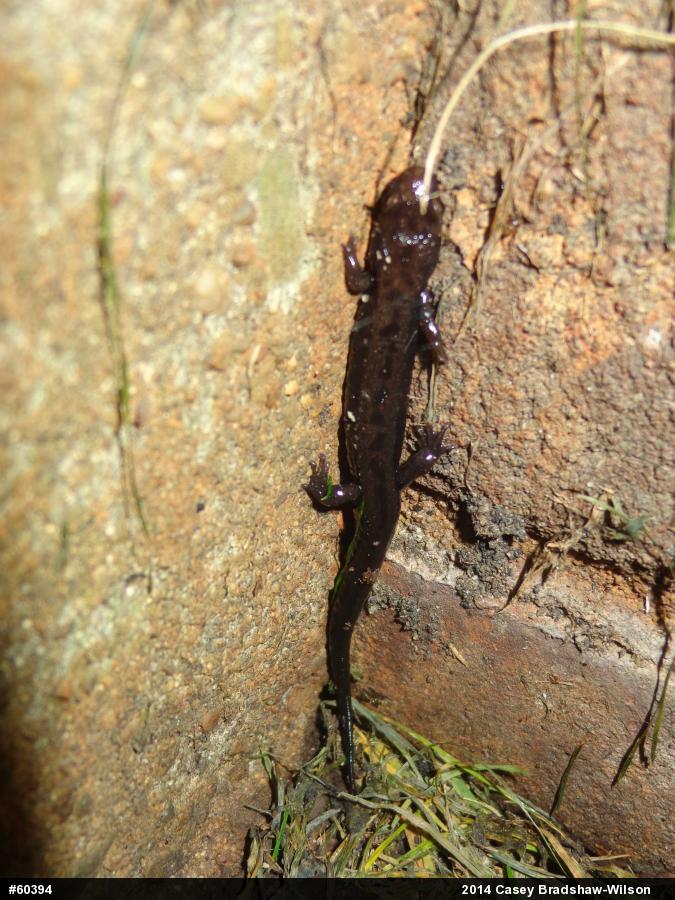 Allegheny Mountain Dusky Salamander