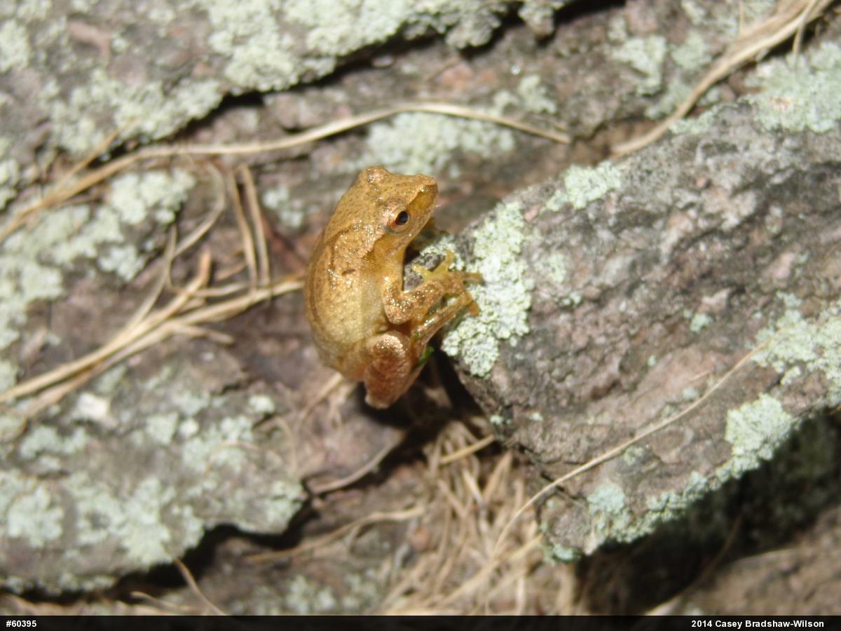 Spring Peeper