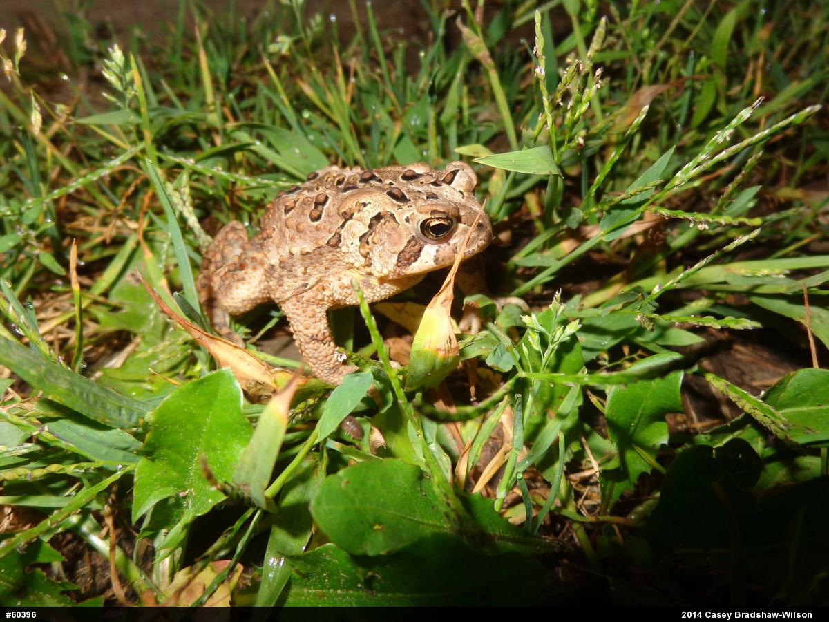 Eastern American Toad