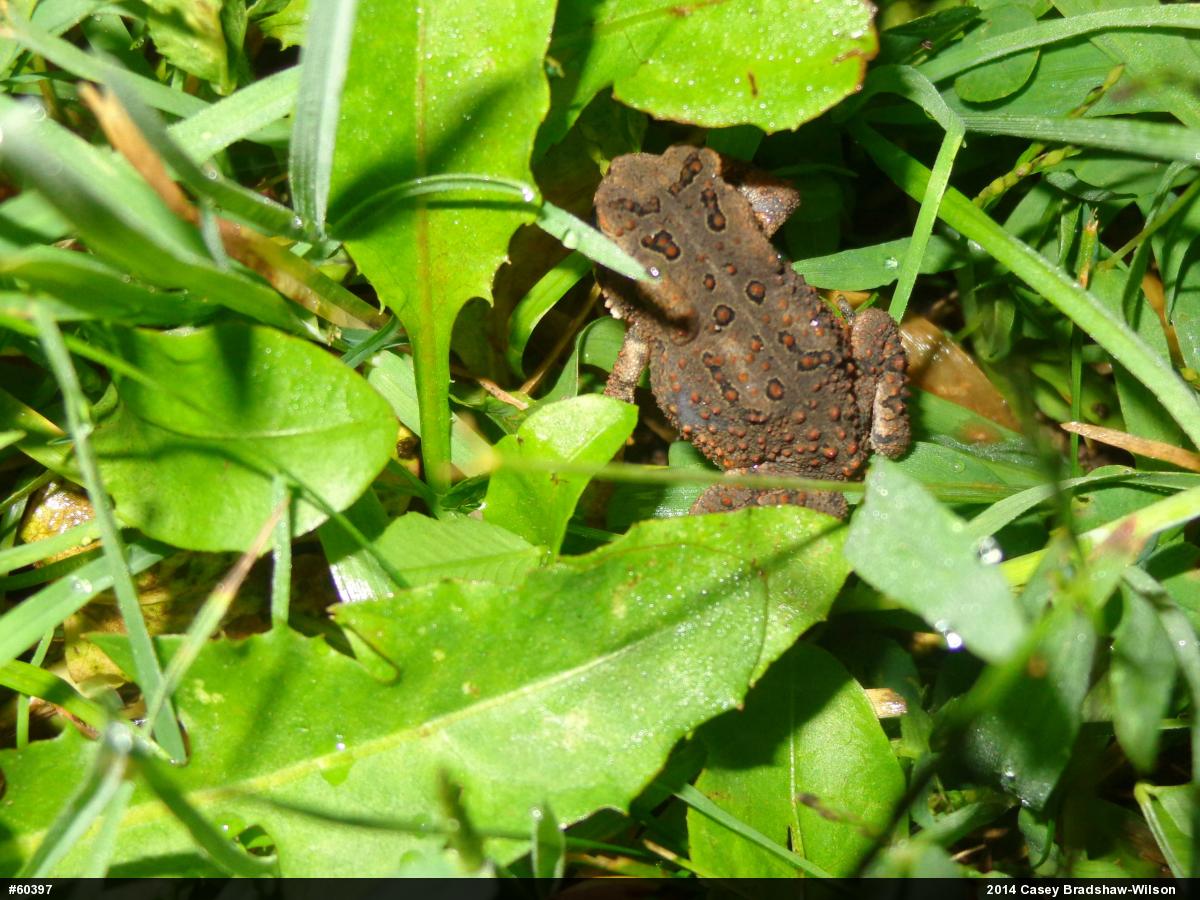 Eastern American Toad