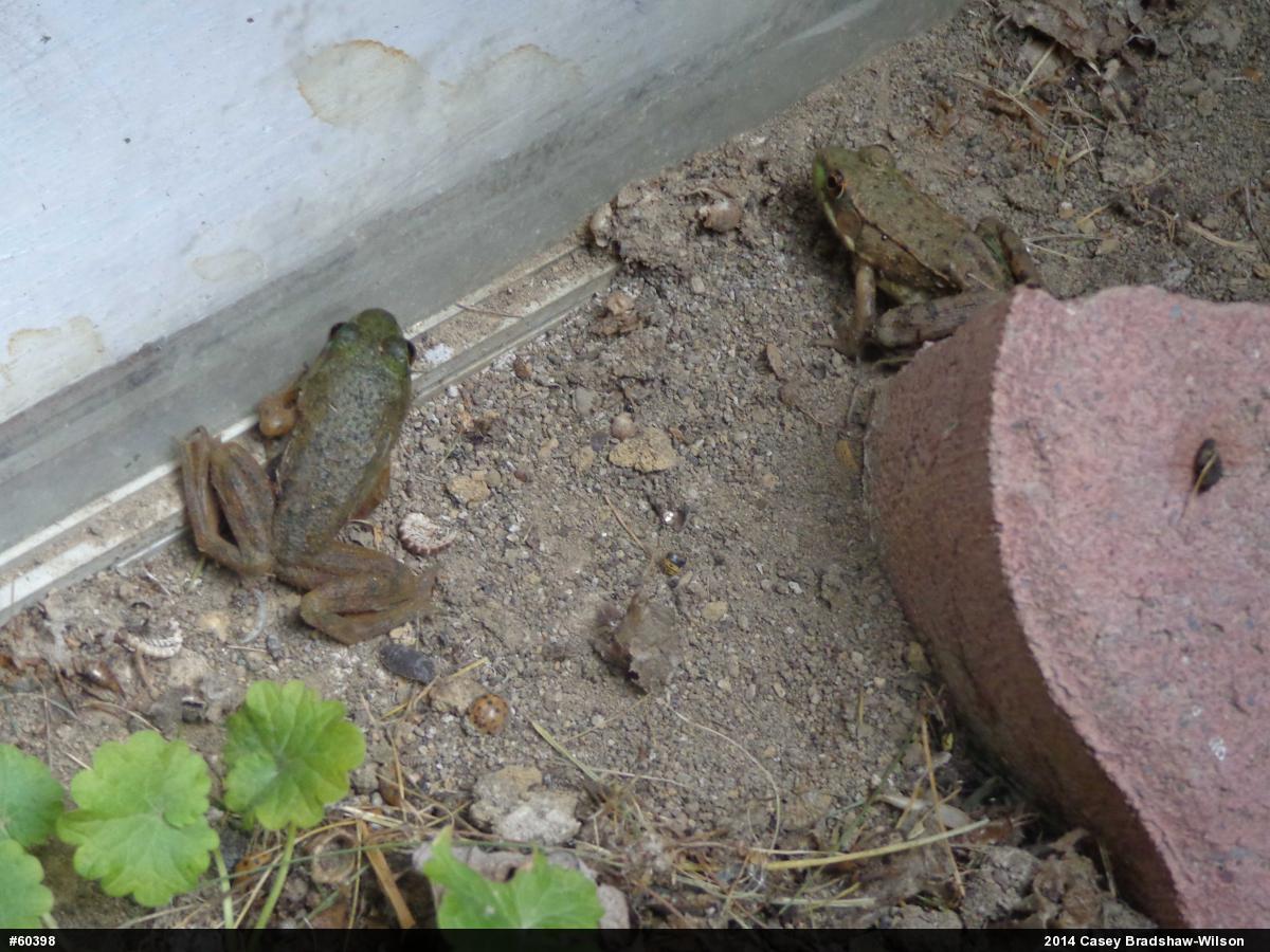Green Frog