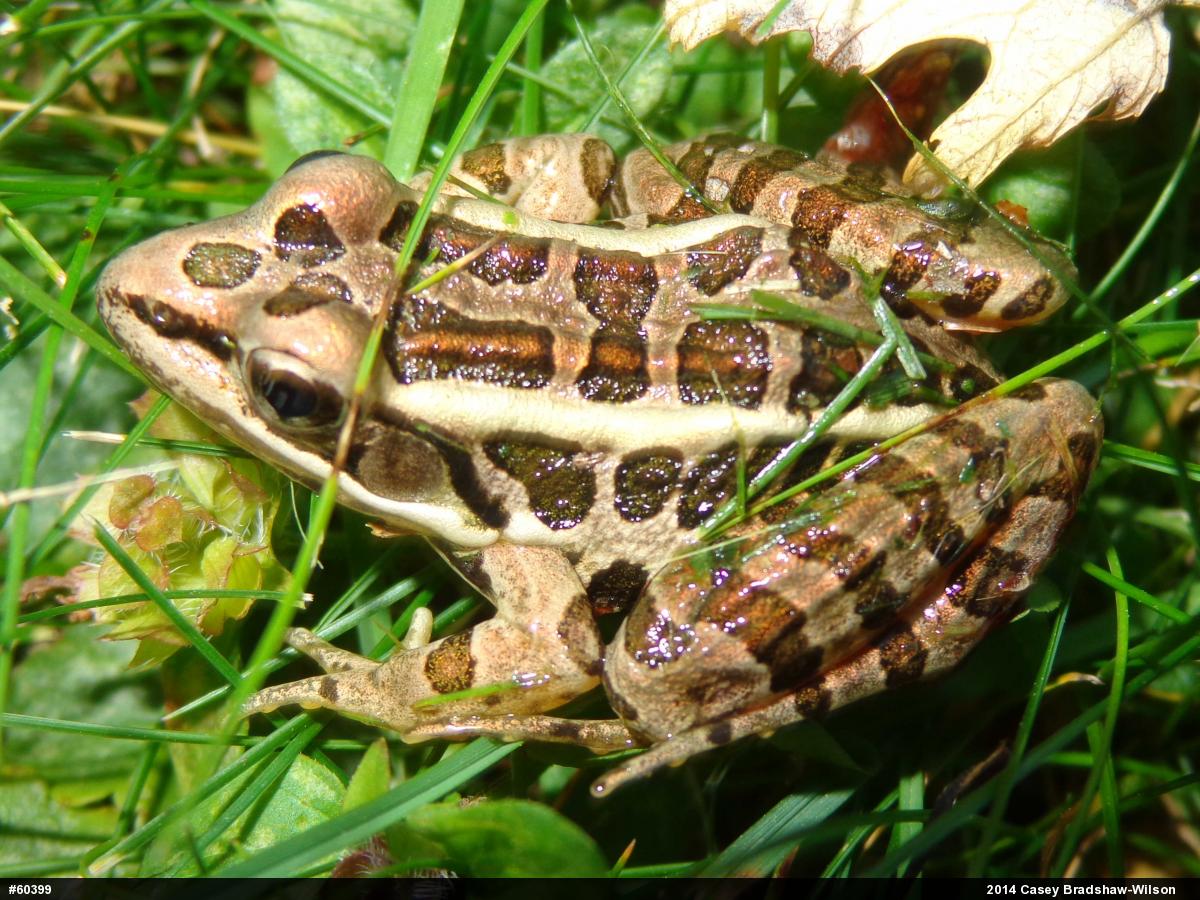Pickerel Frog