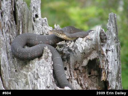 Northern Watersnake