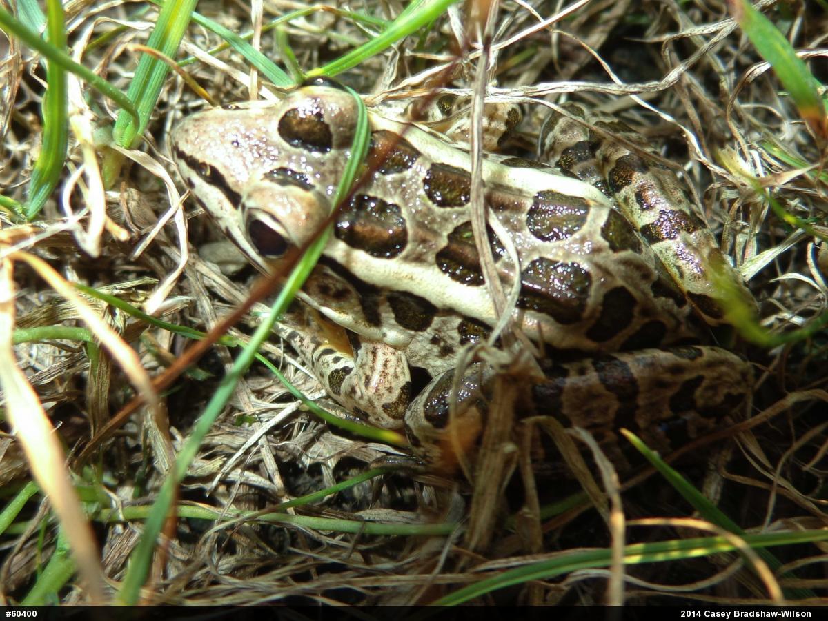 Pickerel Frog