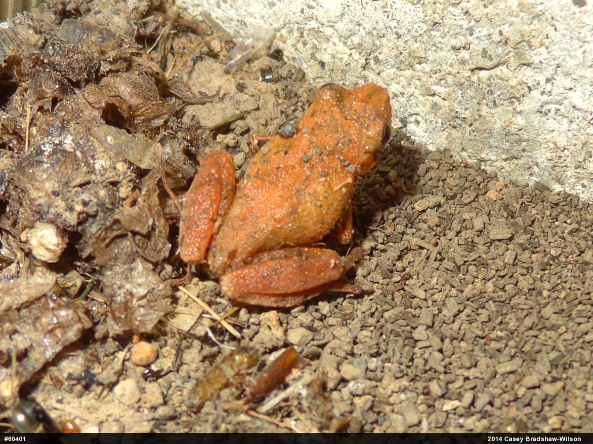 Spring Peeper