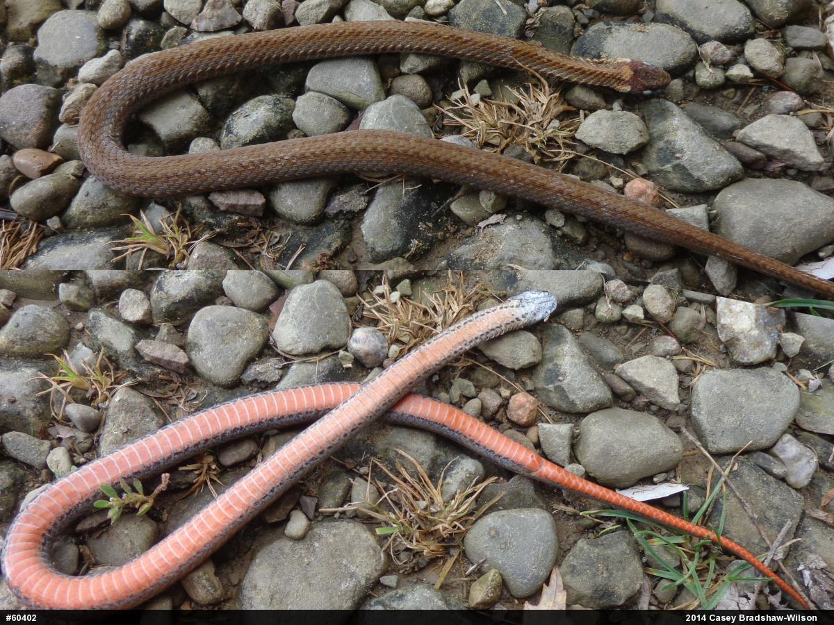 Red-bellied Snake