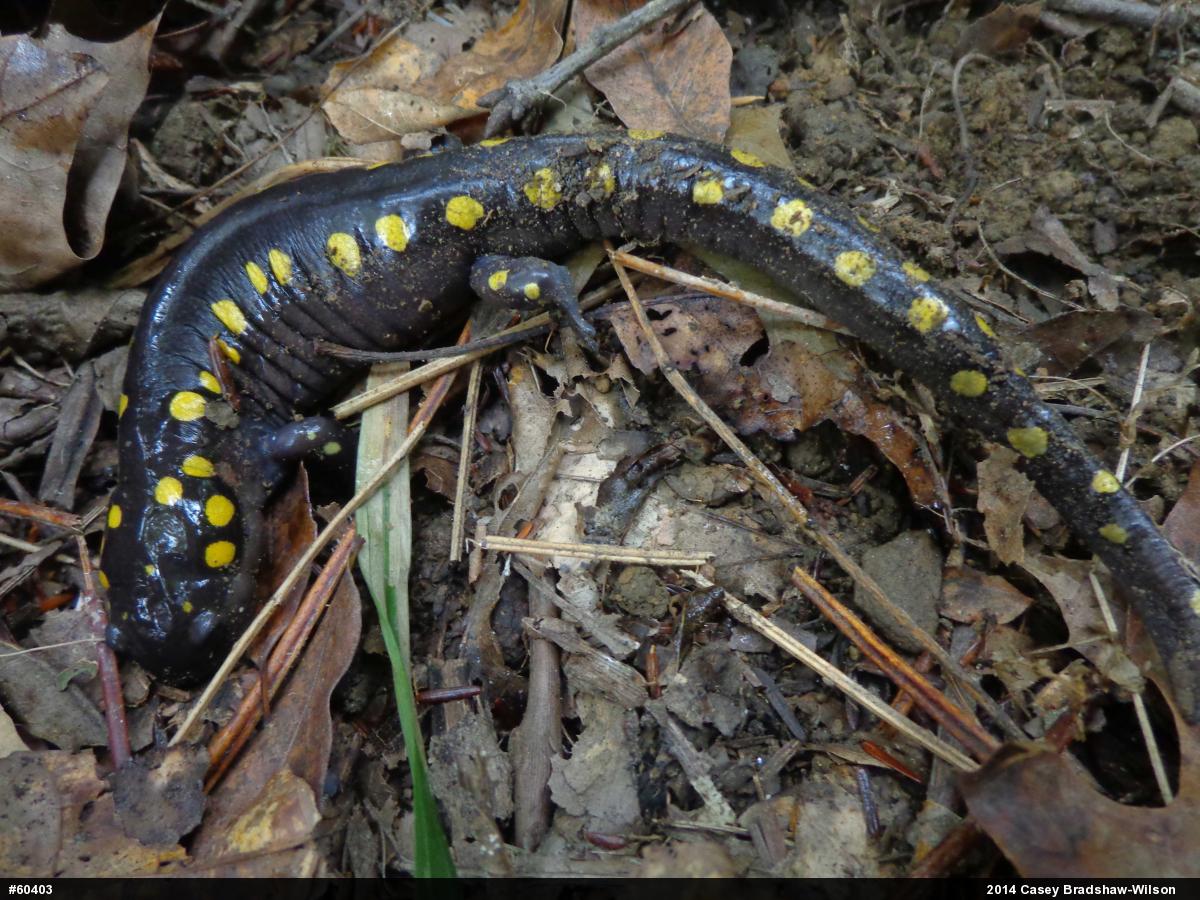 Spotted Salamander