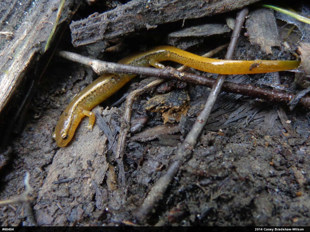 Northern Two-lined Salamander