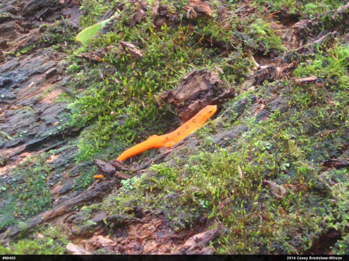 Red-spotted Newt