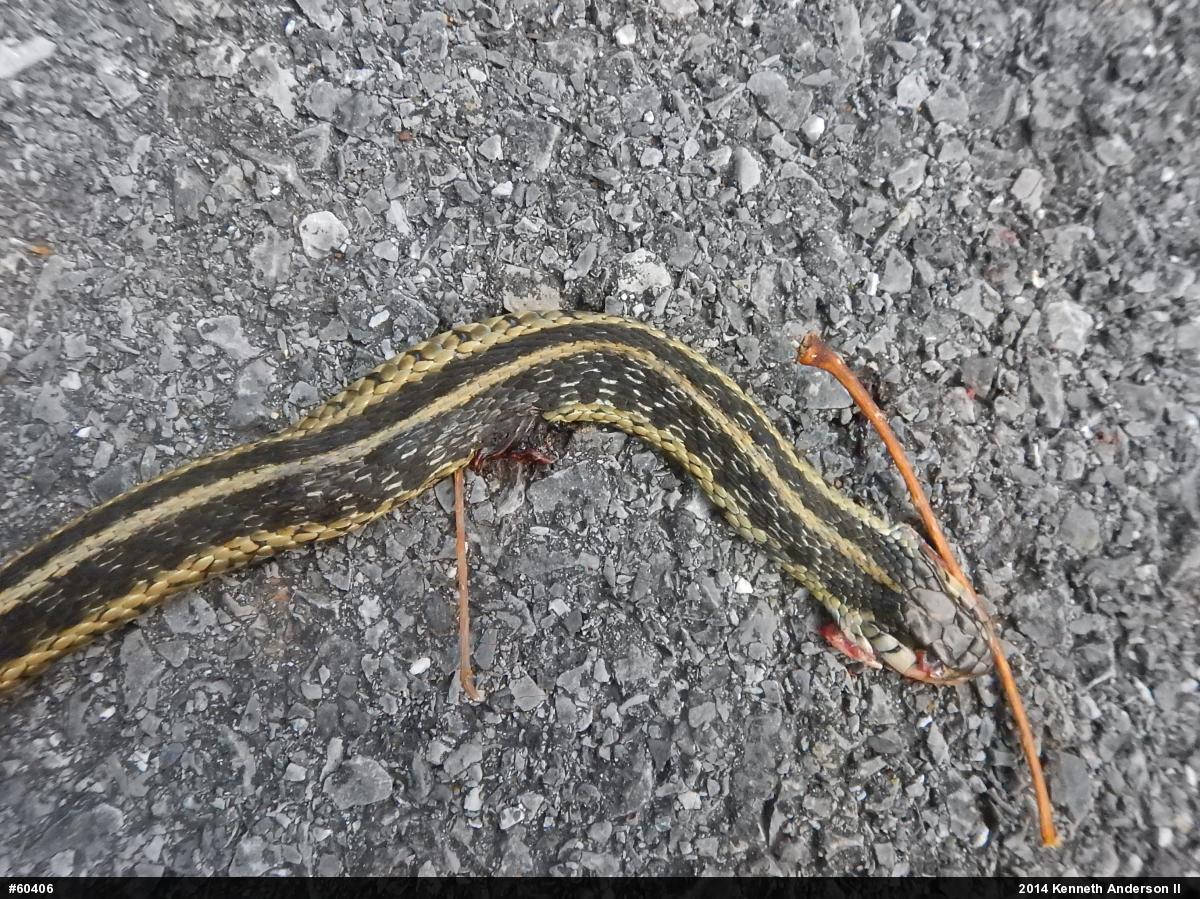 Eastern Gartersnake