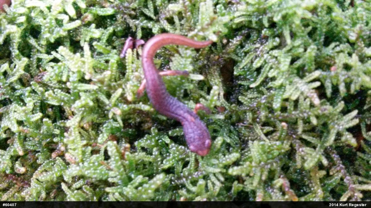 Four-toed Salamander