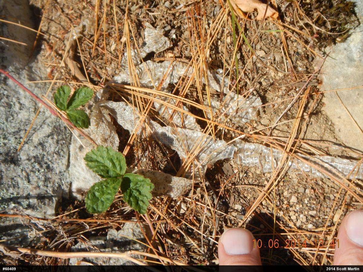 Timber Rattlesnake