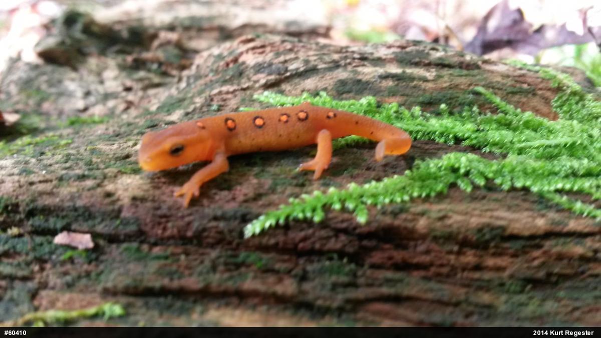 Red-spotted Newt