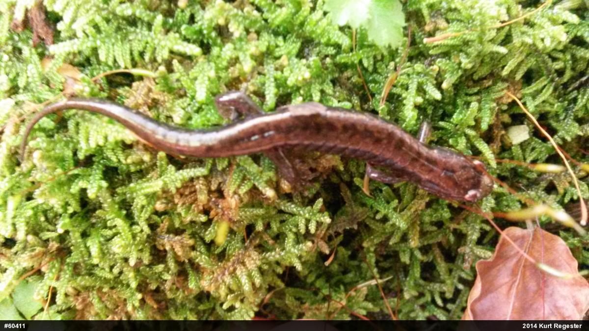 Allegheny Mountain Dusky Salamander