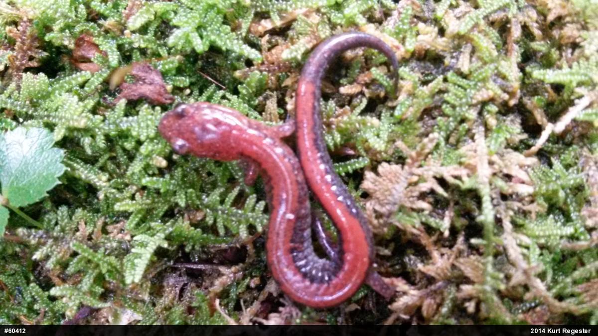 Eastern Red-backed  Salamander