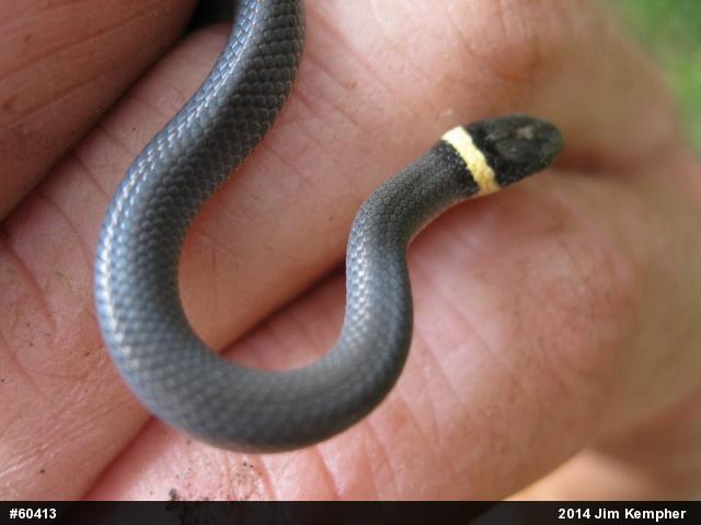 Northern Ring-necked Snake