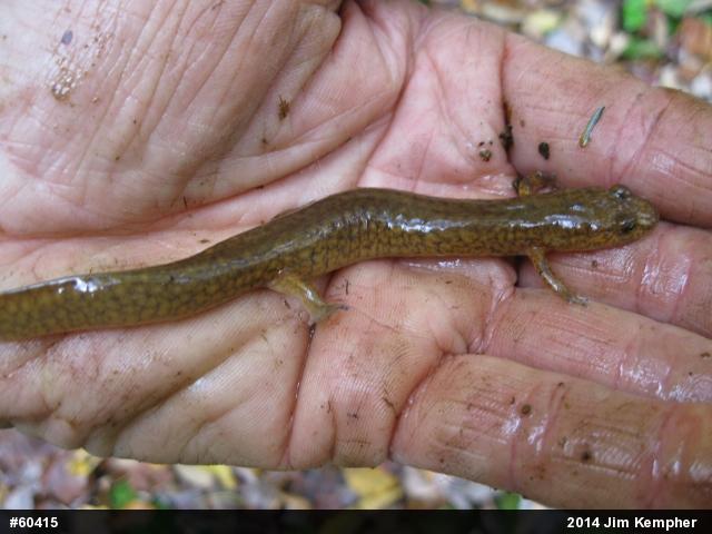 Northern Spring Salamander