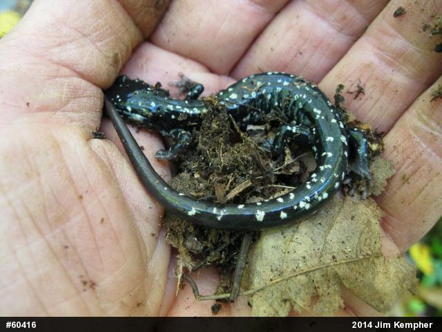 Northern Slimy Salamander