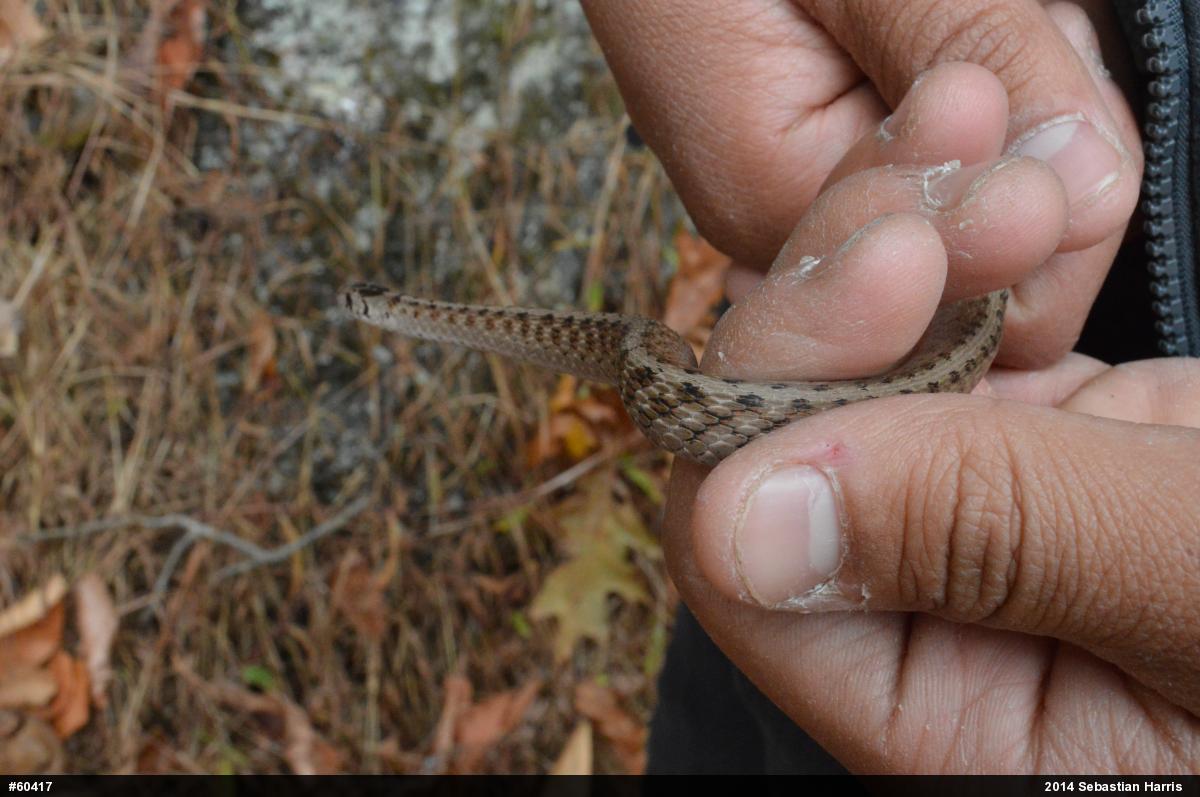 Dekay's Brownsnake
