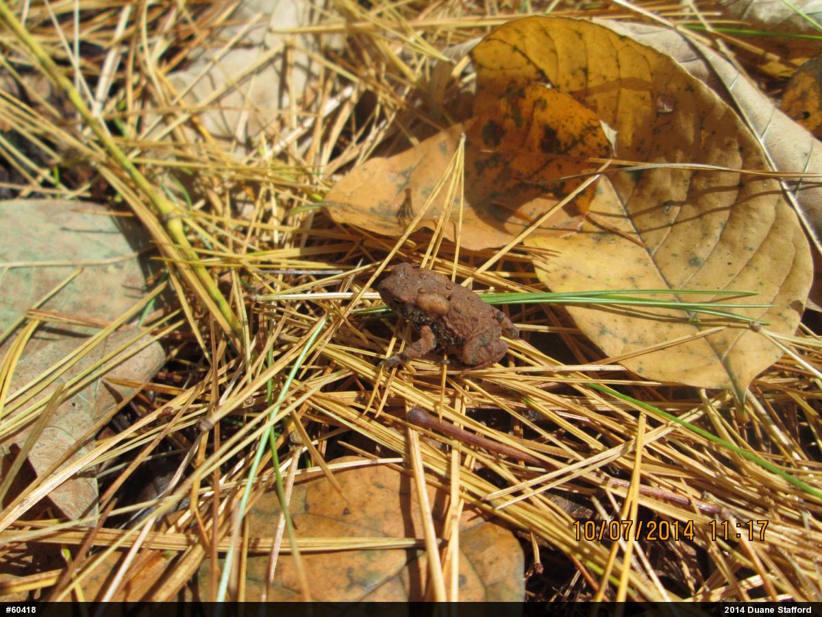 Eastern American Toad