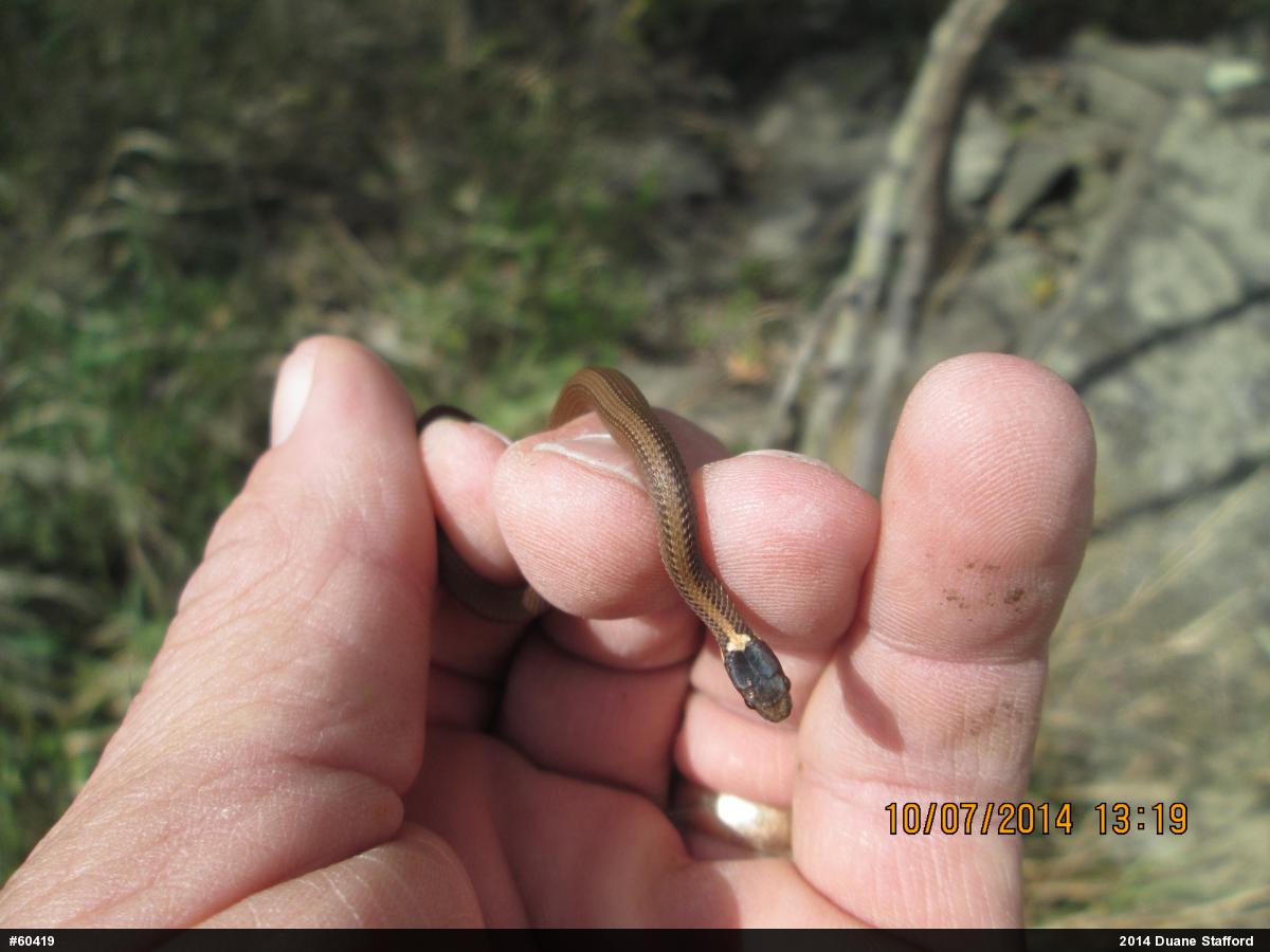 Red-bellied Snake