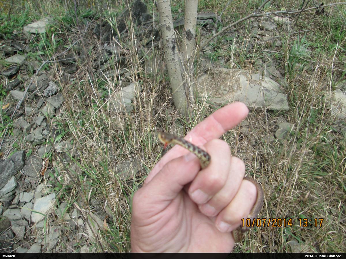 Eastern Gartersnake