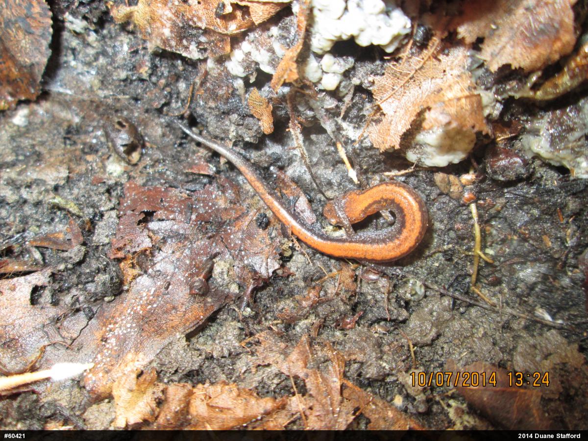 Eastern Red-backed  Salamander