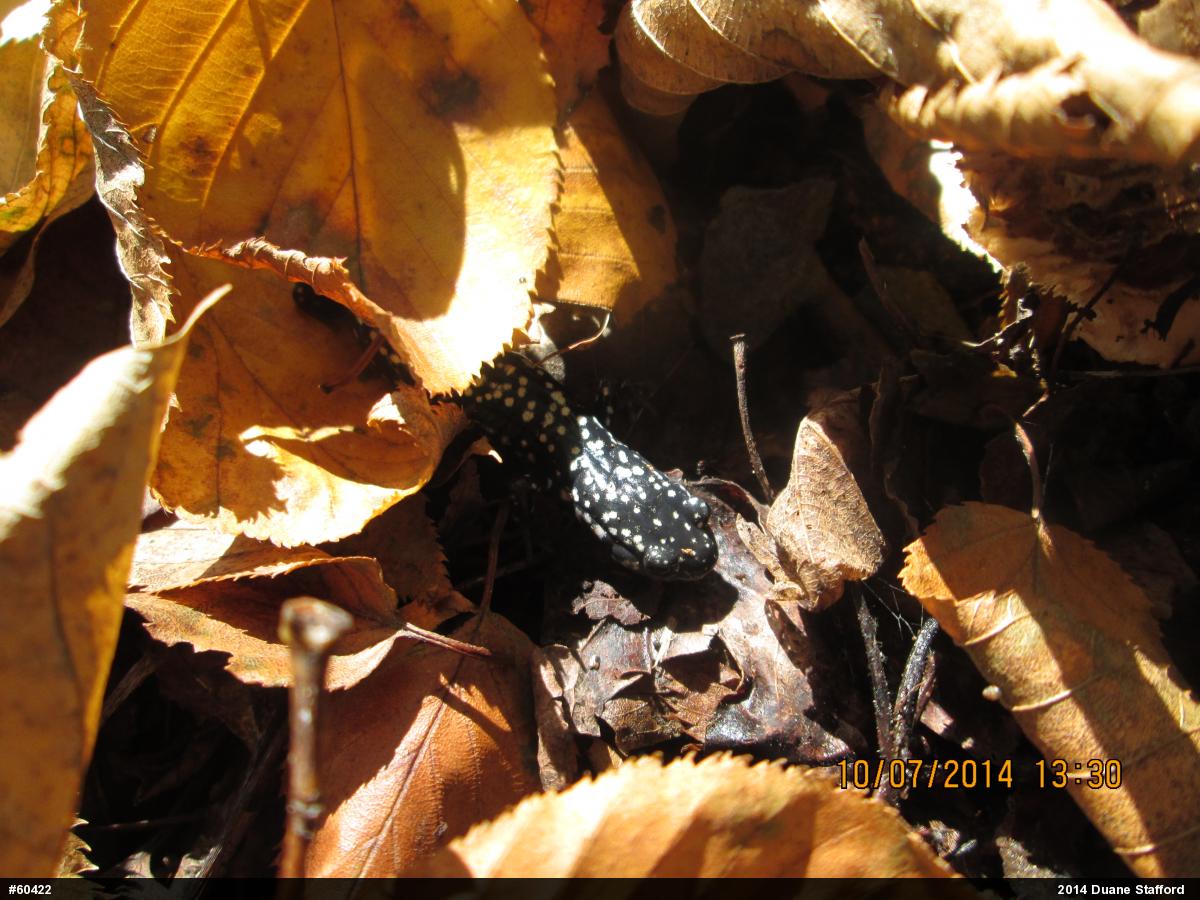 Northern Slimy Salamander