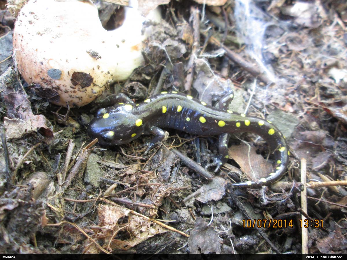 Spotted Salamander
