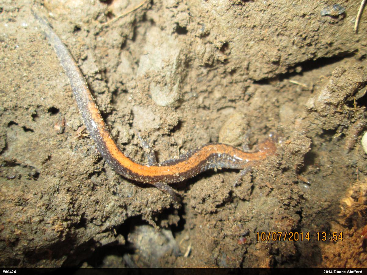 Eastern Red-backed  Salamander