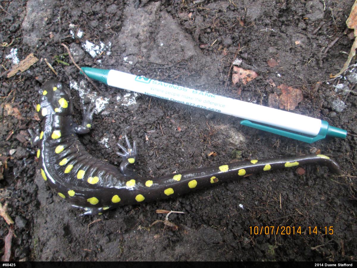 Spotted Salamander