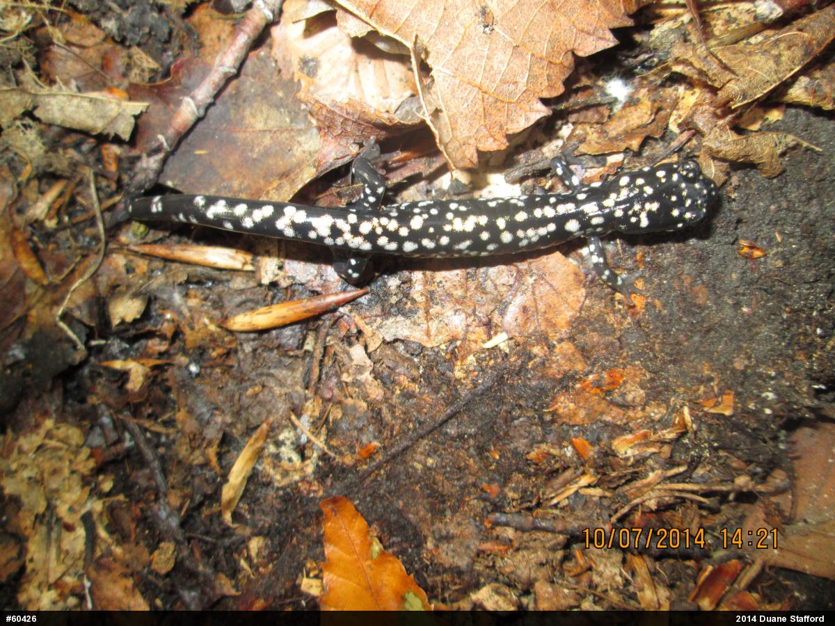 Northern Slimy Salamander