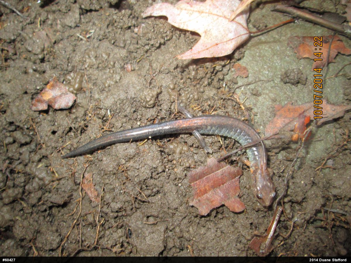 Eastern Red-backed  Salamander