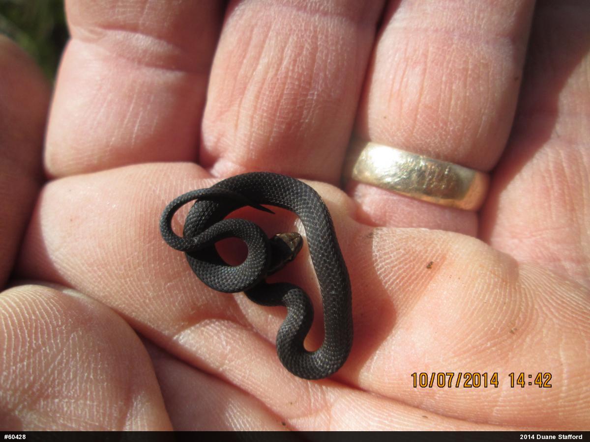 Red-bellied Snake