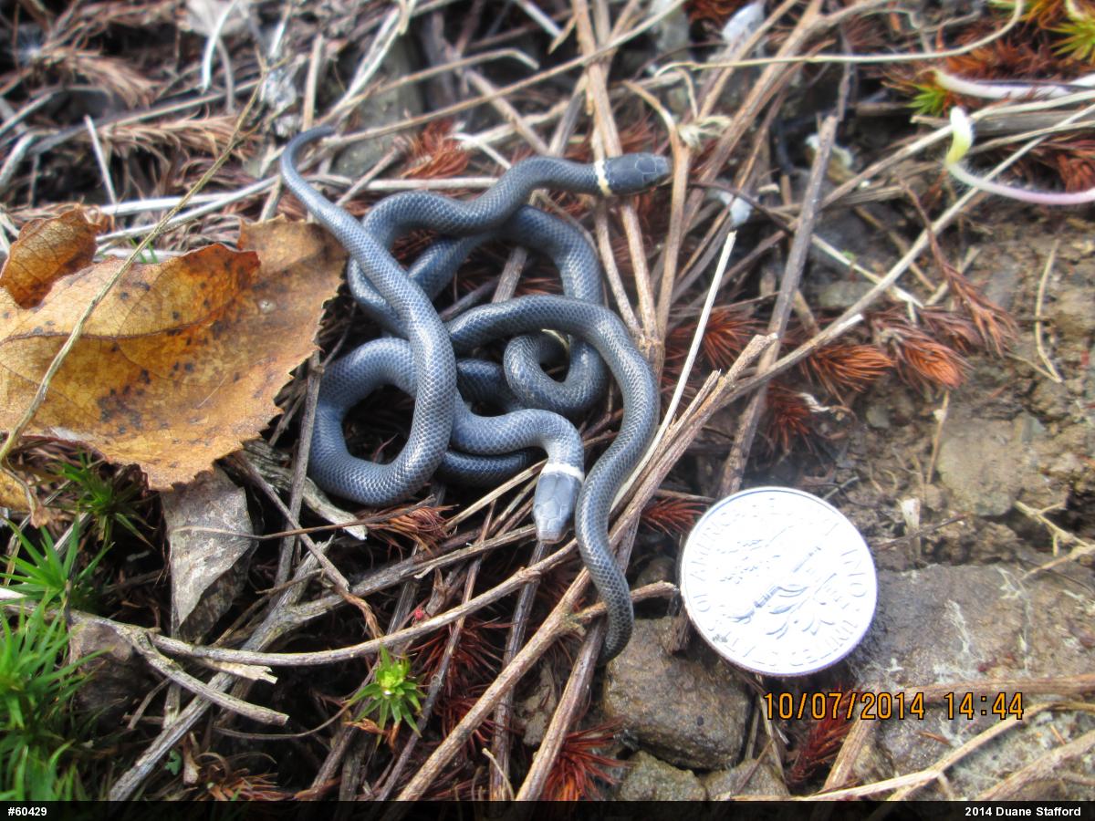 Northern Ring-necked Snake