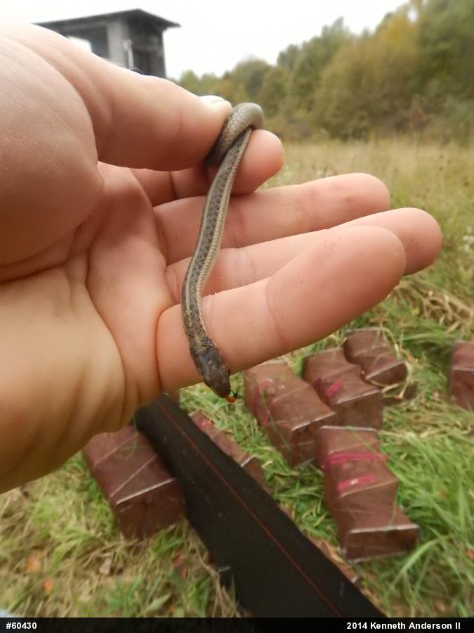 Eastern Gartersnake