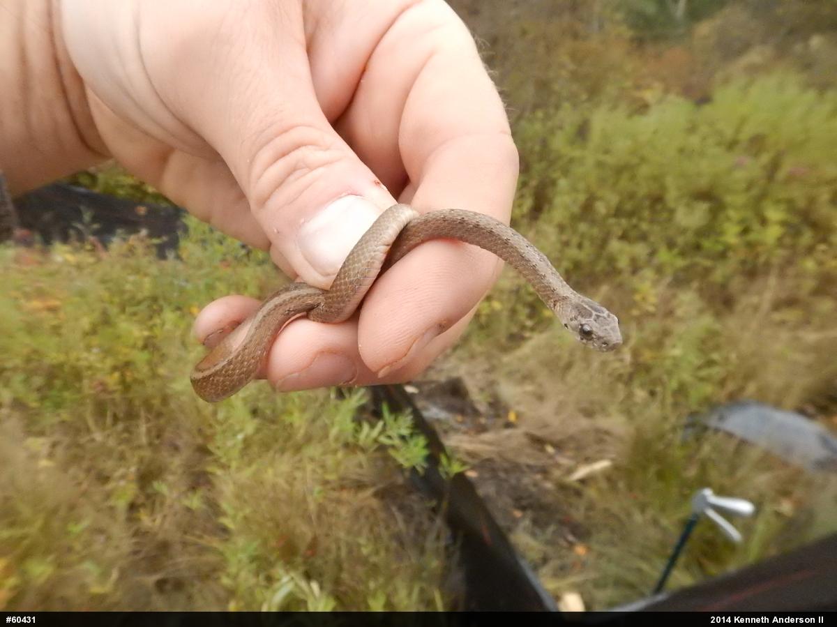 Dekay's Brownsnake