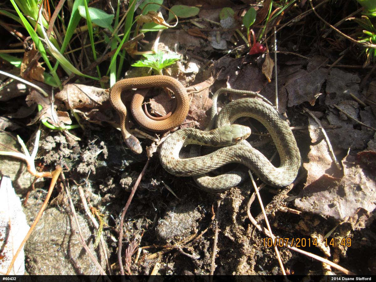 Eastern Gartersnake