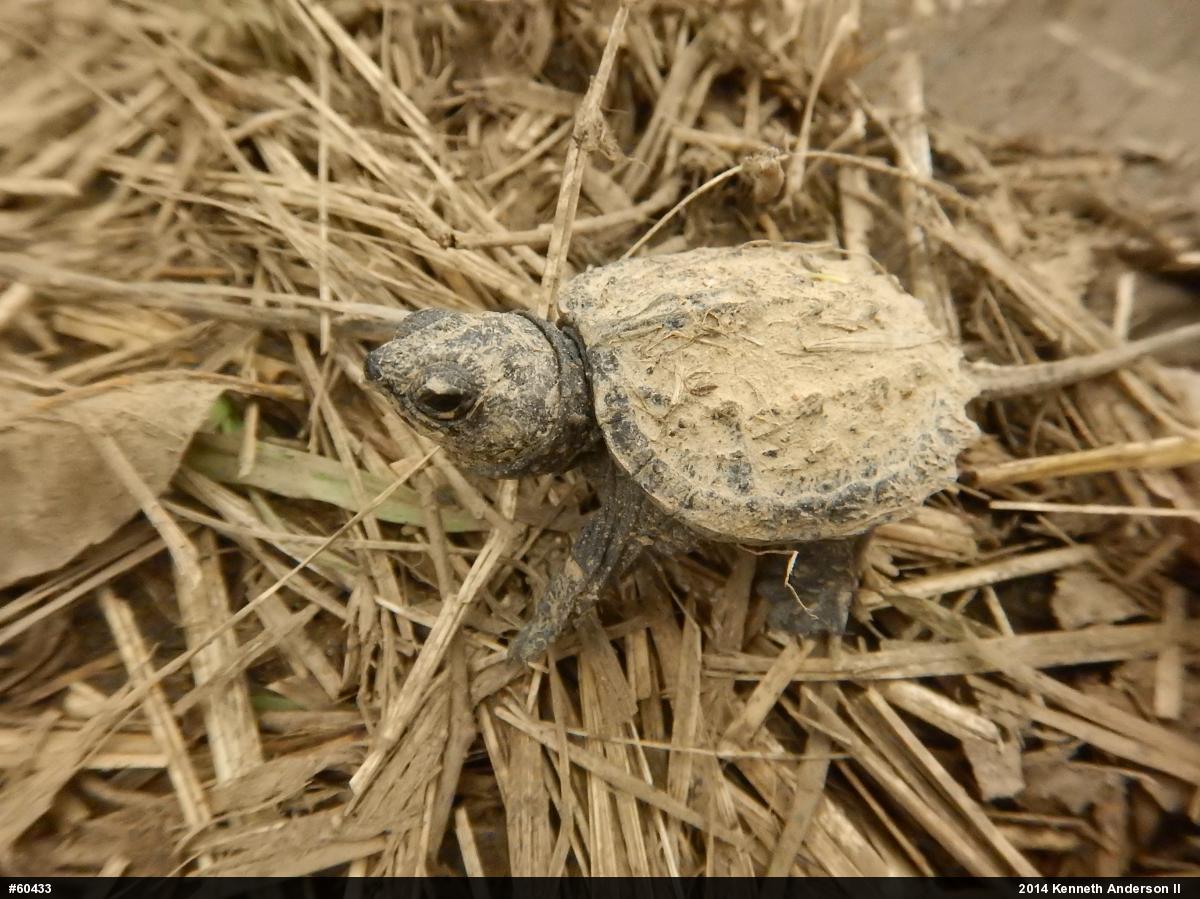 Snapping Turtle