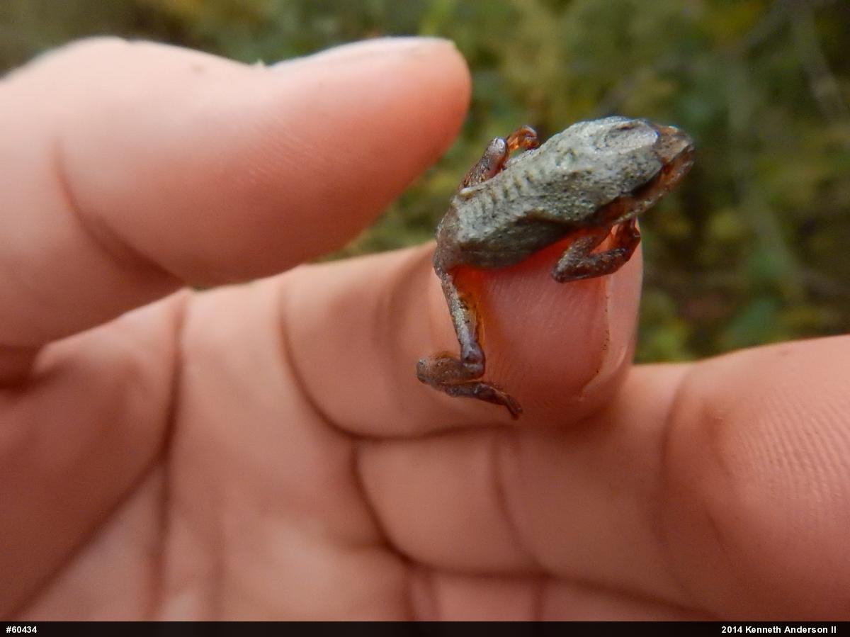 Gray Treefrog