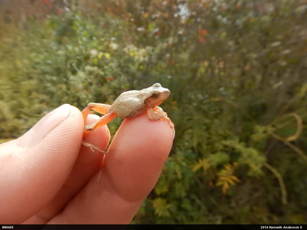 Spring Peeper