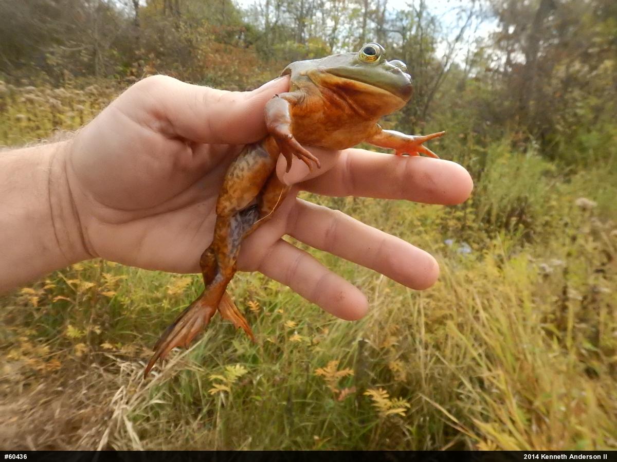 American Bullfrog