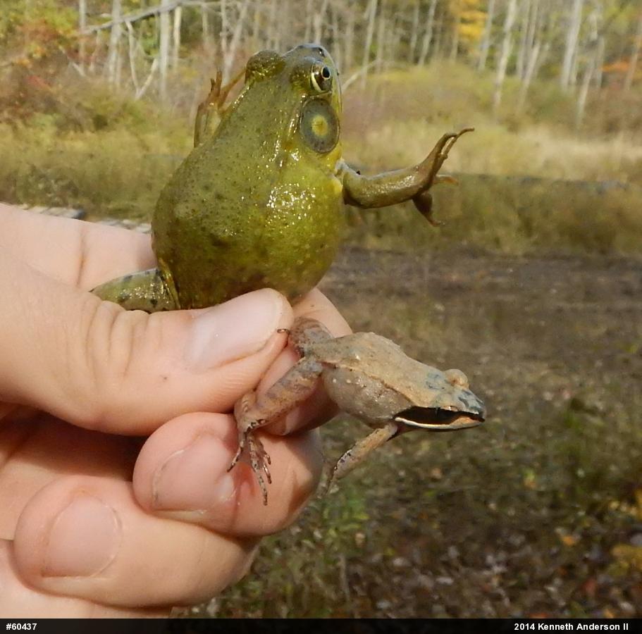 Wood Frog